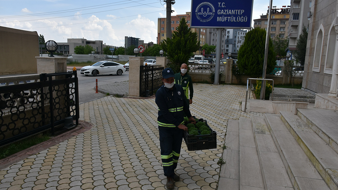 Gaziantep'te evler 'reyhan çiçeği' kokacak - Resim : 1