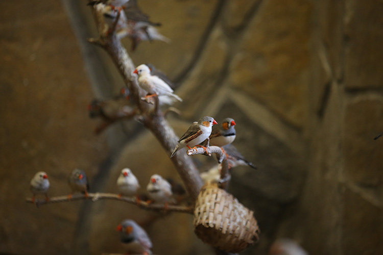 Hayvanat bahçesi ziyaretçilerini kuş cıvıltılarıyla ağırlıyor