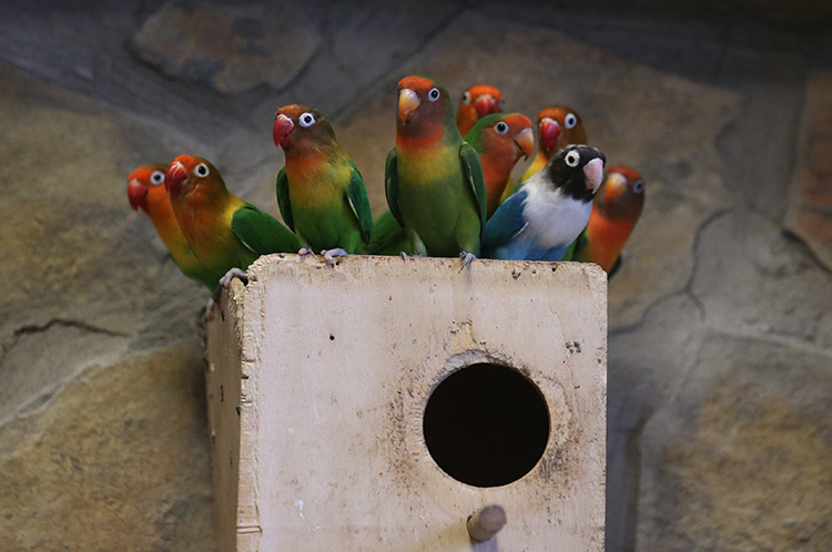 Hayvanat bahçesi ziyaretçilerini kuş cıvıltılarıyla ağırlıyor