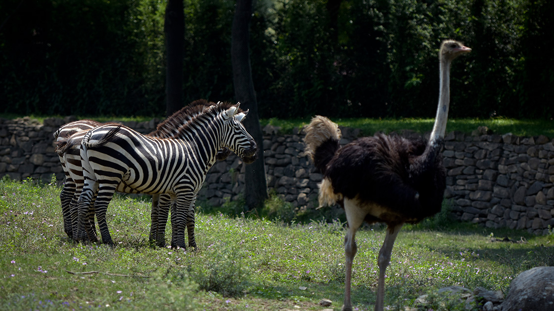 Bursa'daki hayvanat bahçesinin Afrikalı sakinleri bir arada yaşıyor